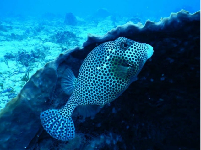  在普拉亚德尔卡门发现鱼类 